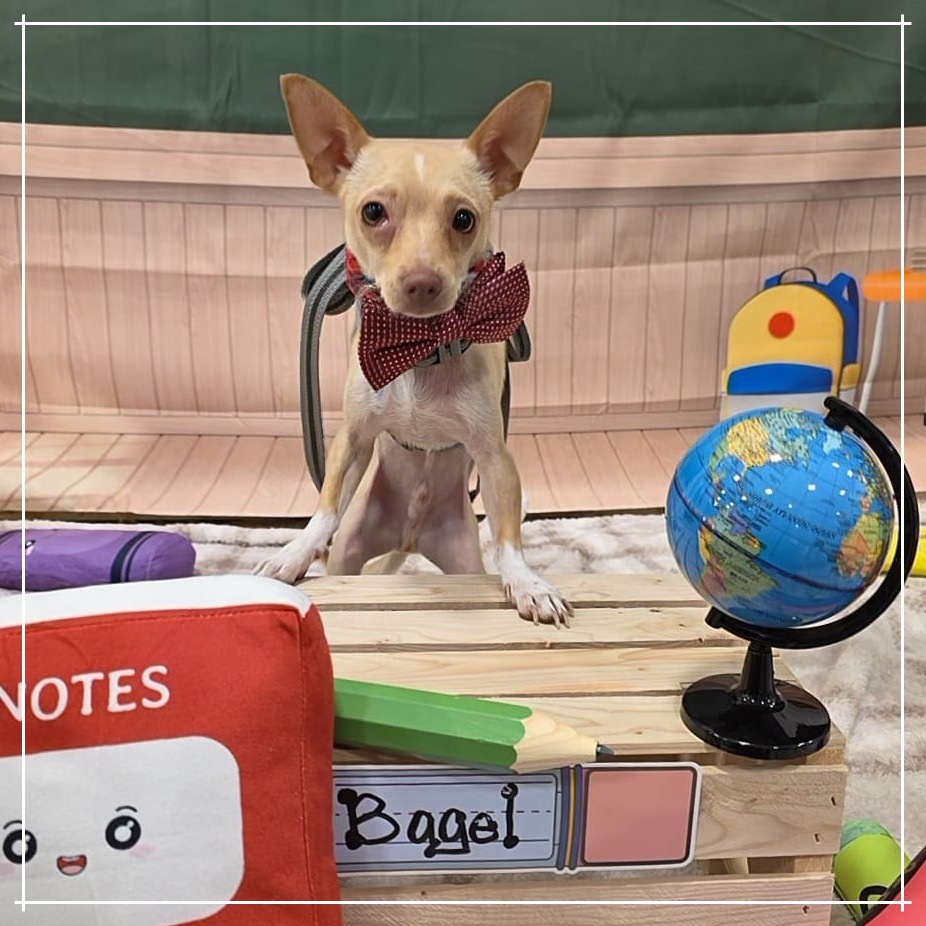 Bagel, a Pound Puppyz rescue dog in a bow tie