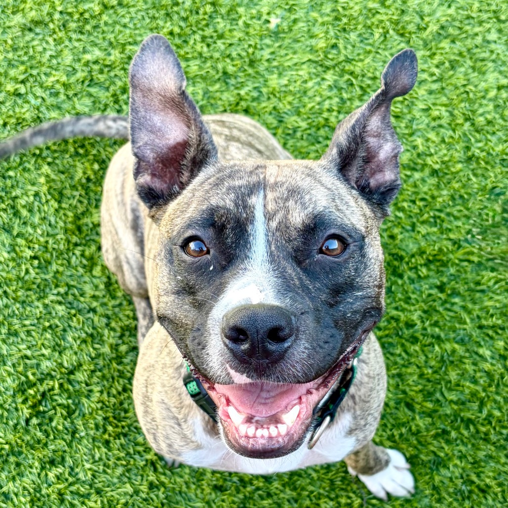 Spingotti, a smiling Pound Puppyz rescue dog