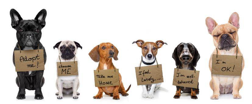 Six dogs with signs asking for a loving home